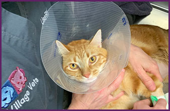 cat wearing cone